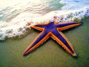 Royal Starfish on the Beach